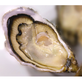 Special St Vaast Oyster聖華士 No.2x12隻